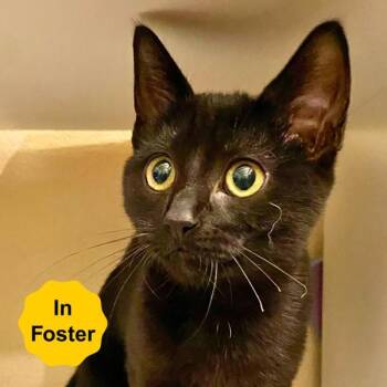 Rescue Domestic Short Hair Cats for Adoption in Vallejo, California - Chicky | PetCurious