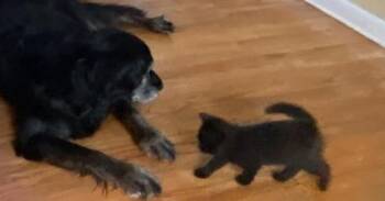 Domestic Short Hair Cats Available for Adoption - No Ifs: ANDy | PetCurious