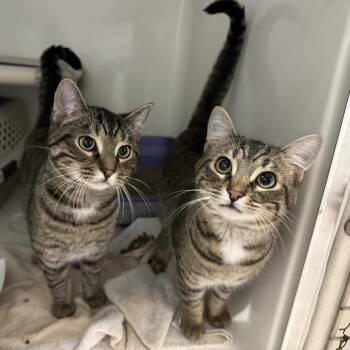 Domestic Short Hair Cats Available for Adoption - Bagel | PetCurious