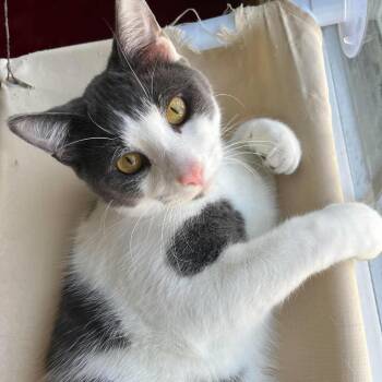 Toni ARC26 - 552 -  American Shorthair Cat for Adoption in Akron, New York - Toni ARC26 - 552 | PetCurious