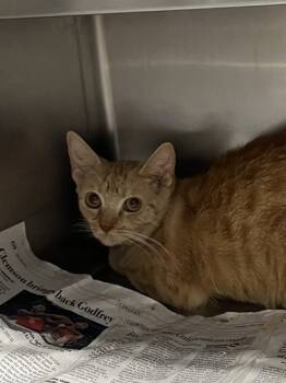 Rescue Domestic Short Hair Cats for Adoption in Seneca, South Carolina - Freya | PetCurious