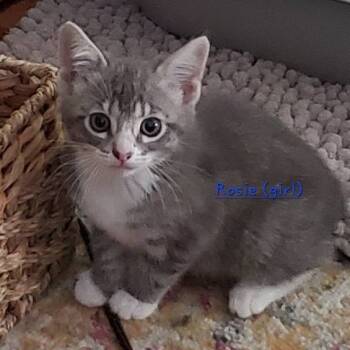 Rescue Domestic Medium Hair Cats for Adoption in West Plains, Missouri - Rosie | PetCurious