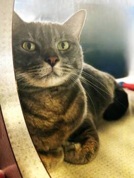 MJ- BONDED TO ANNABELLE -  Domestic Short Hair Cat for Adoption in Stanwood, Washington - MJ- BONDED TO ANNABELLE | PetCurious