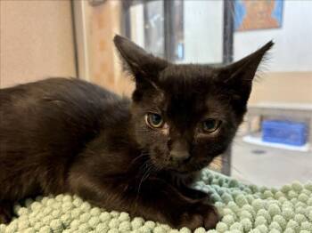 MILES -  Domestic Short Hair Cat for Adoption in Santa Fe, New Mexico - MILES | PetCurious