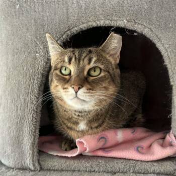 Domestic Short Hair Cats Available for Adoption - Tiggy | PetCurious