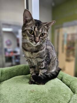 Rescue Domestic Short Hair Cats for Adoption in Johnson City, Tennessee - August (Lambeth) | PetCurious