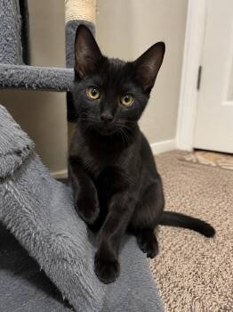 Rocket -  Domestic Short Hair Cat for Adoption in Rio Linda, California - Rocket | PetCurious