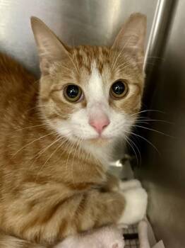 Knee Socks -  Domestic Short Hair Cat for Adoption in Wichita, Kansas - Knee Socks | PetCurious