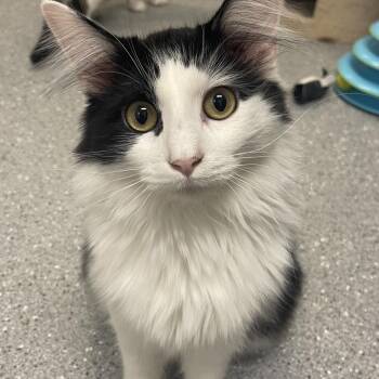 Rescue Domestic Long Hair Cats for Adoption in Indiana, Pennsylvania - Houdini | PetCurious