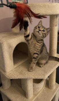 Pinecone -  Domestic Short Hair Cat Available for Adoption in Belchertown, Massachusetts - Pinecone | PetCurious