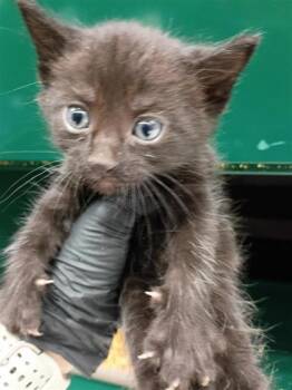 k6 -  Domestic Short Hair Cat for Adoption in El Paso, Texas - K6 | PetCurious