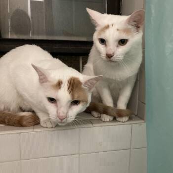 Sky & Sunset -  Turkish Van and Domestic Short Hair Cat for Adoption in New York, New York - Sky & Sunset | PetCurious