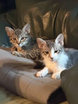 Misty -  Domestic Short Hair Cat for Adoption in Oviedo, Florida - Misty | PetCurious