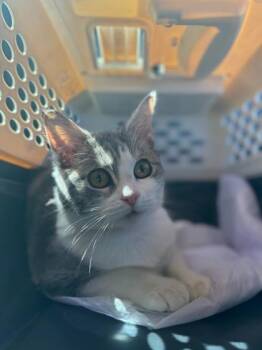 Rescue Domestic Short Hair Cats for Adoption in Moses Lake, Washington - J-Lo | PetCurious