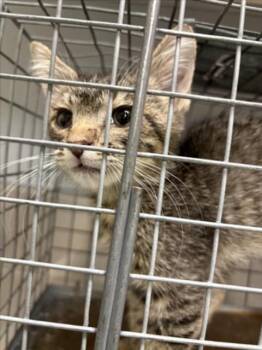 JIN -  Domestic Medium Hair Cat for Adoption in Las Vegas, Nevada - JIN | PetCurious
