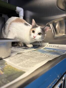 Domestic Short Hair Cats Available for Adoption in Leavenworth, Kansas - 26-0157 "Smores | PetCurious