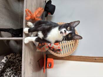 Rescue Tuxedo Cats for Adoption in Hatley, Wisconsin - Nedi | PetCurious