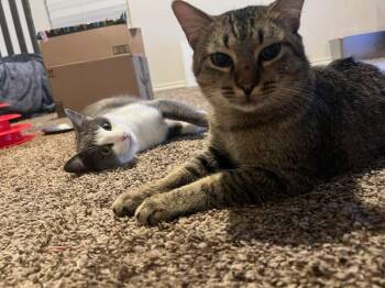 Rescue Domestic Short Hair Cats for Adoption in Plano, Texas - Baxter & Dexter | PetCurious