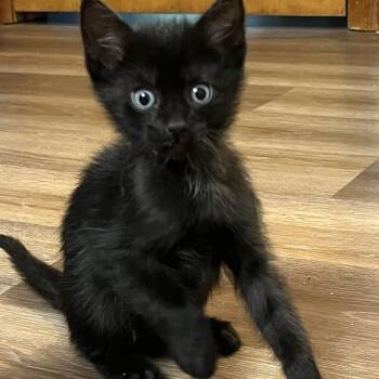 Chopper -  Domestic Short Hair Cat for Adoption in Germansville, Pennsylvania - Chopper | PetCurious