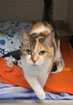 Domestic Short Hair Cats Available for Adoption in Muskegon, Michigan - Janet | PetCurious