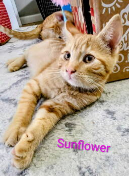 Rescue Domestic Short Hair Cats for Adoption in Minneapolis, Minnesota - Sunflower C4757 | PetCurious