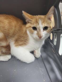 If-7c Emma -  Domestic Short Hair Cat for Adoption in Lawrenceville, Georgia - If-7c Emma | PetCurious