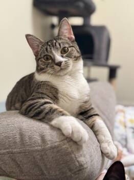 Rescue Domestic Short Hair Cats for Adoption in Springfield, Oregon - Louise | PetCurious
