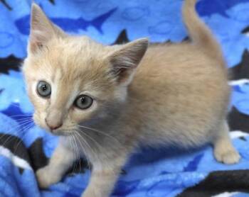 Rescue Domestic Medium Hair Cats for Adoption in Thief River Falls, Minnesota - Arrow | PetCurious