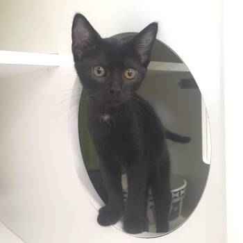 Sullouette -  Domestic Short Hair Cat for Adoption in Rochester, Minnesota - Sullouette | PetCurious