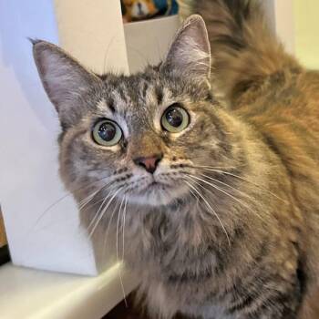 Domestic Long Hair Cats Available for Adoption - Bobbie | PetCurious