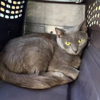 Milly -  Domestic Short Hair Cat for Adoption in Hampton Bays, New York - Milly | PetCurious