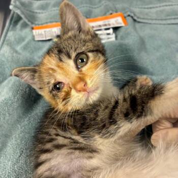 Sally -  Domestic Short Hair Cat for Adoption in Newark, New Jersey - Sally | PetCurious