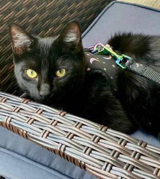 Evie - The Velvety-est Kitty -  American Shorthair Cat for Adoption in Homestead, Florida - Evie - The Velvety-est Kitty | PetCurious
