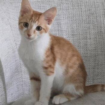 Sun -  Domestic Short Hair Cat for Adoption in New York, New York - Sun | PetCurious