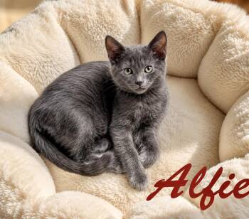 Alfie, Willow Grove Area, (FCID 7/29/2026-125) -  Domestic Short Hair Cat for Adoption in Greenville, Delaware - Alfie, Willow Grove Area, (FCID 7/29/2026-125) | PetCurious