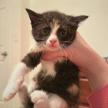 Domestic Long Hair Cats Available for Adoption in Hannibal, Missouri - Cobler | PetCurious