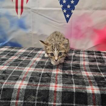 Domestic Short Hair Cats Available for Adoption in Wylie, Texas - WILLOW | PetCurious