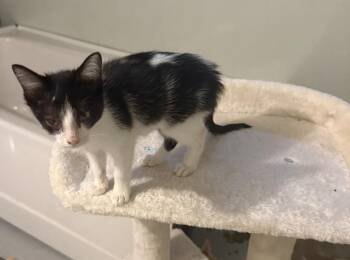 Bobbie -  Domestic Short Hair Cat for Adoption in Emporia, Kansas - Bobbie | PetCurious