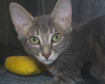 Claussen -  Domestic Short Hair Cat for Adoption in Brunswick, Georgia - Claussen | PetCurious