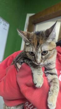 Ella -  Domestic Short Hair Cat for Adoption in Fort Worth, Texas - Ella | PetCurious
