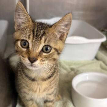 Mayo -  Domestic Short Hair Cat for Adoption in Sunrise, Florida - Mayo | PetCurious