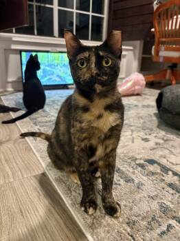 Missy -  Tortoiseshell Cat for Adoption in Denver, Colorado - Missy | PetCurious