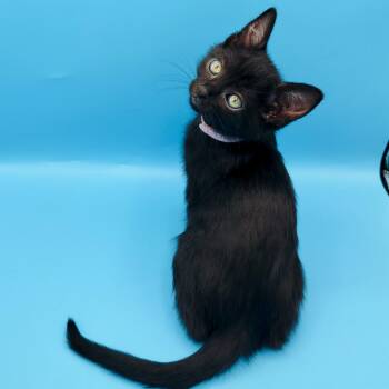 Domestic Short Hair Cats Available for Adoption in Springfield, Missouri - Rhiannon | PetCurious