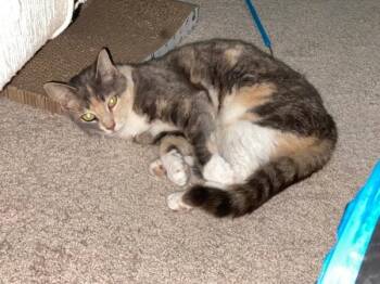 Ellie -  American Shorthair Cat for Adoption in Wilmington, North Carolina - Ellie | PetCurious