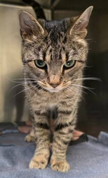Rescue Domestic Short Hair Cats for Adoption in Meriden, Connecticut - Rainey | PetCurious