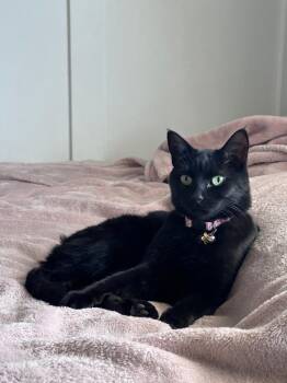 Bettie -  Domestic Short Hair Cat for Adoption in Ogden, Utah - Bettie | PetCurious