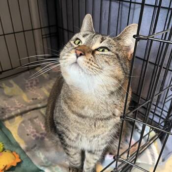Domestic Short Hair Cats Available for Adoption in Salisbury, Massachusetts - Mandala | PetCurious