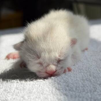 Domestic Medium Hair Cats Available for Adoption in Chapel Hill, North Carolina - Eminem | PetCurious