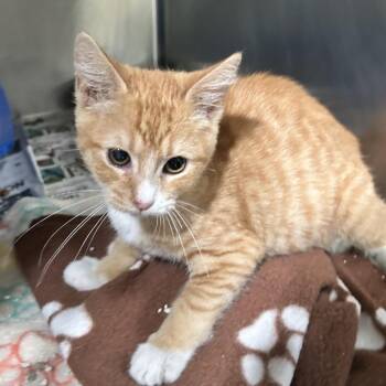 Pineapple -  Domestic Short Hair Cat for Adoption in Newport, North Carolina - Pineapple | PetCurious