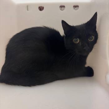 Louisa -  Domestic Short Hair Cat for Adoption in Bristol, Indiana - Louisa | PetCurious